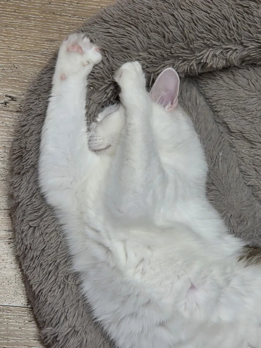 Кошка белая